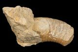 Ordovician, Oncoceratid (Richardsonoceras) Fossil - Wisconsin #173924-1